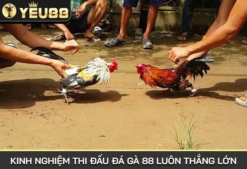 kinh nghiệm thi đấu đá gà 88 luôn thắng lớn